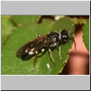 Allantus cinctus - Blattwespe 01c 6-7mm.jpg